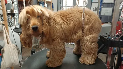 Dog Shop