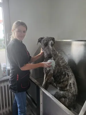 Hundesalon FelLena