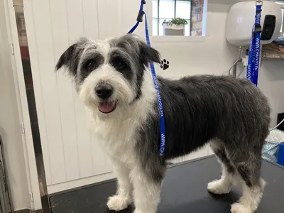 O’Bien être du chien