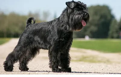 Fun Dog