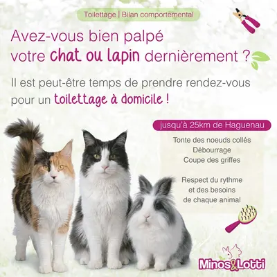 Minos&Lotti | chat et lapin