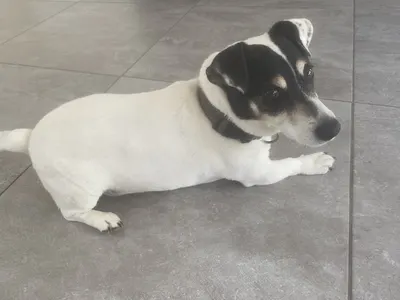 DOG MODEL