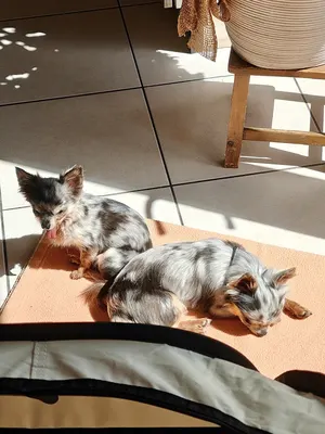 Pet’s Angel canin&felin