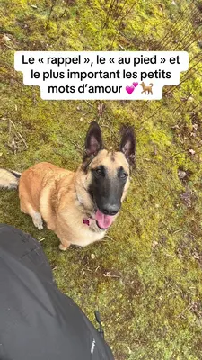 Sherwood DogEduc
