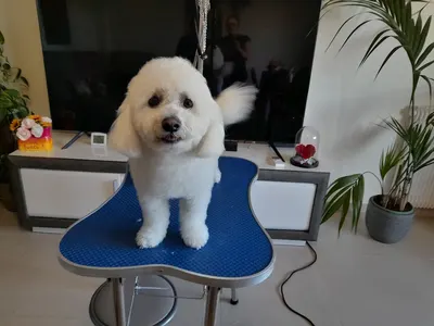 comme mon chien