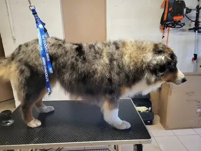 O' Bain Canin