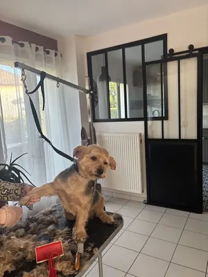 Bel’Bêt toilettage à domicile