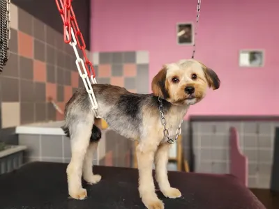 Canin canine