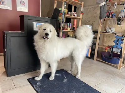 Maddy toilettage