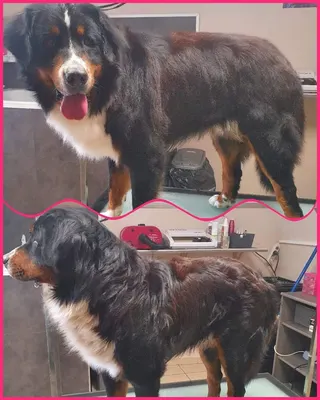 Styl'canin Salon De Toilettage