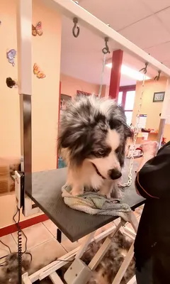 Au Toutou Marans