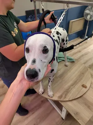 Au Joli Chien