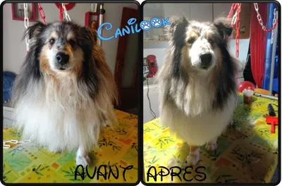 CANILOOK ( à domicile)