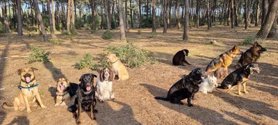 L'Instant Canin
