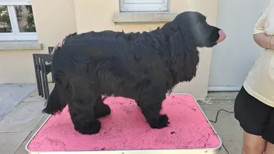 Les Papouilles CaninsToilettage A Domicile