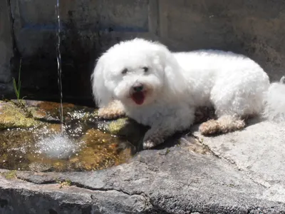 Elle'Dog