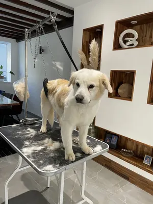 Mendy Grooming (toilettage Canin à domicile)