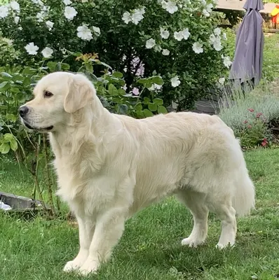 Cani’Passion
