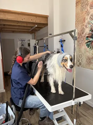 Beauty Puppy salon de toilettage