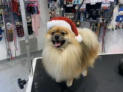 Un amour de chien