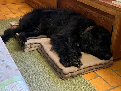 Atelier Du Chien Neptune