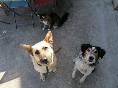 Mes amours à poils