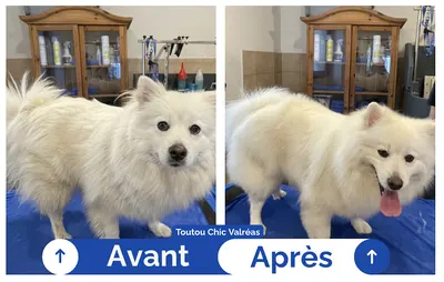Toutou chic
