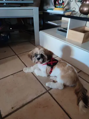 Amour de Toutou