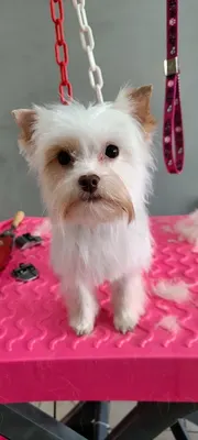Toilette Canine