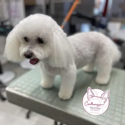 Cam CANIN