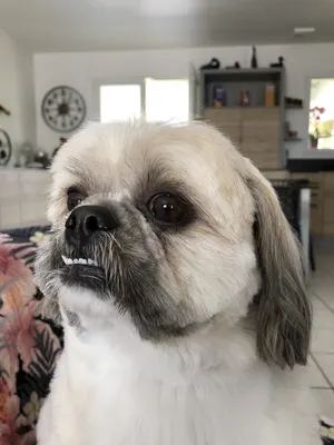 Beautiful dogs