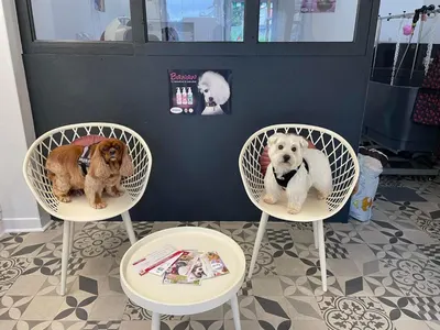 Le Salon de Nunu Toiletteur