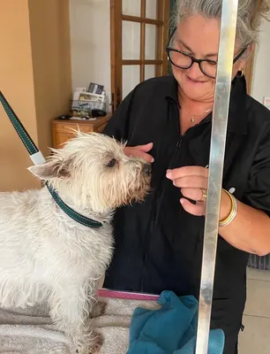 Bouilles à bisous - Toilettage et Soins Energétiques à Domicile
