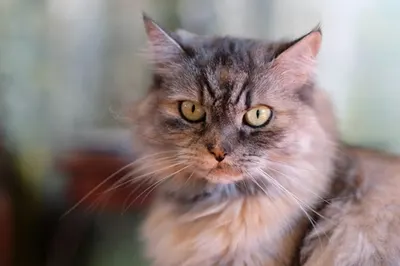 Com' Chiens et Chats