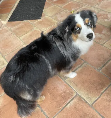 Bulle Canine