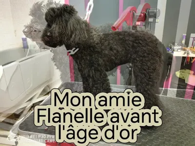 Sacré Loustic - Salon de Toilettage - Fourchambault