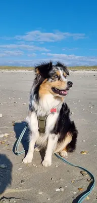 Escale Canine