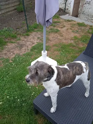 Toilettage Canin