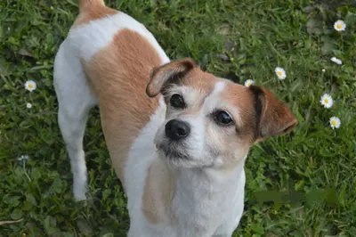 STYL'DOG Toilettage chien et chat