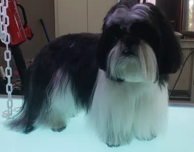 Oh my dog