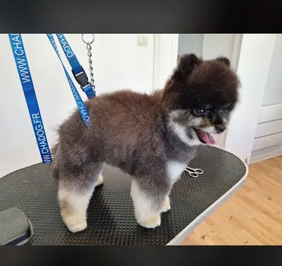 Relooking Canin salon de toilettage