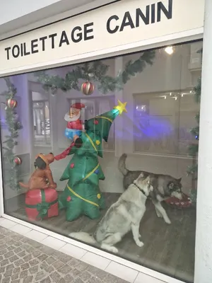 Toilettage Chiens et chats So Cut'e