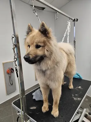 Au Chien du 19